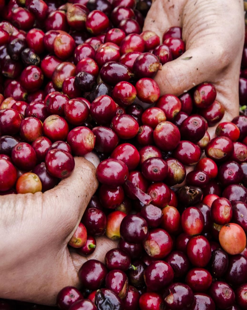 Manos sosteniendo cerezas de café maduras