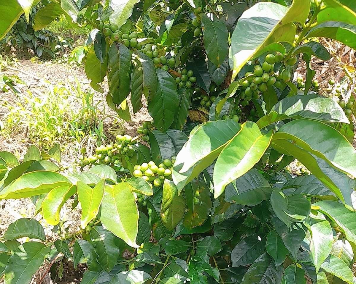 Las Cabuyas