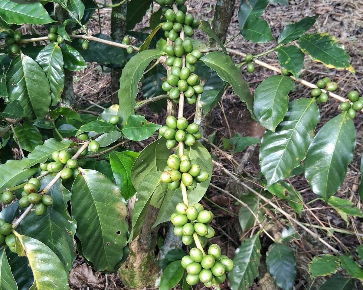 El Chirimoyo