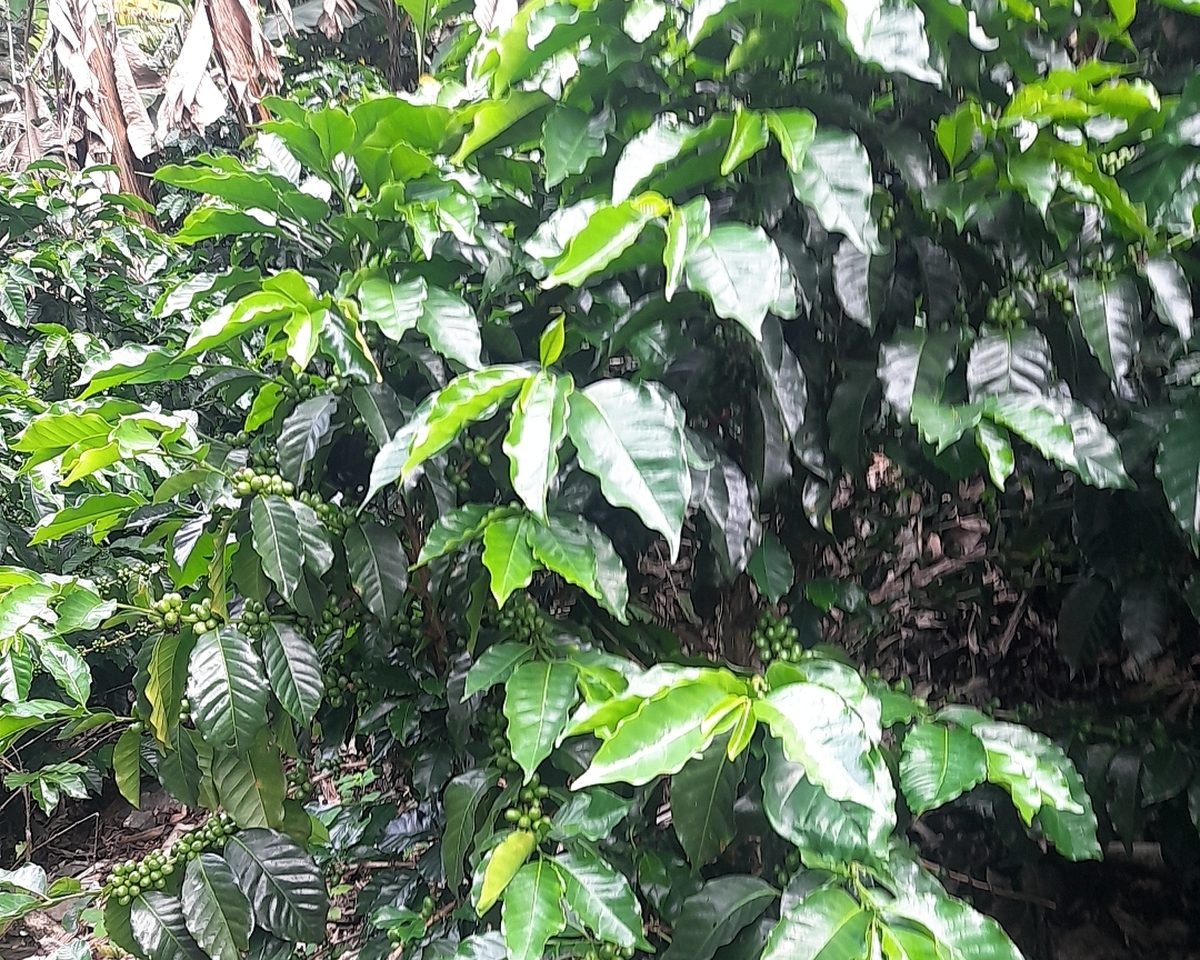La Ciénaga