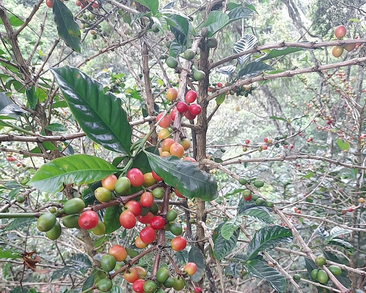 La Esperanza
