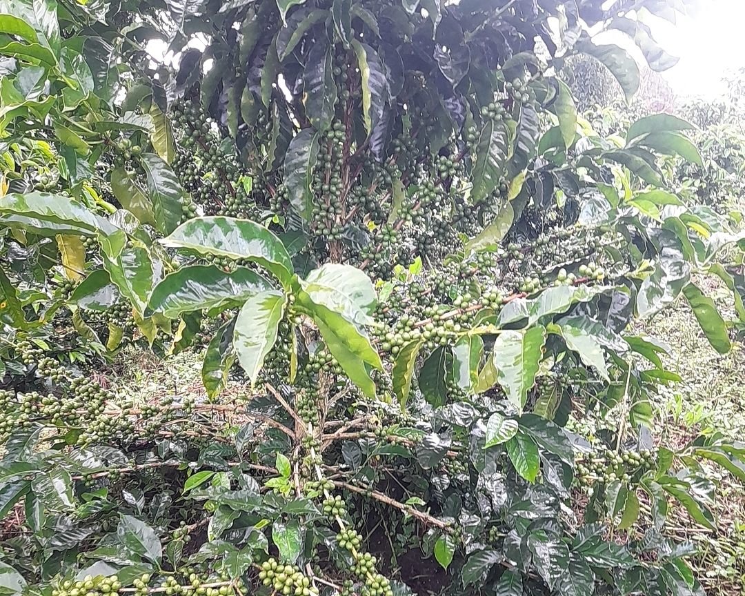 Finca La Guadua