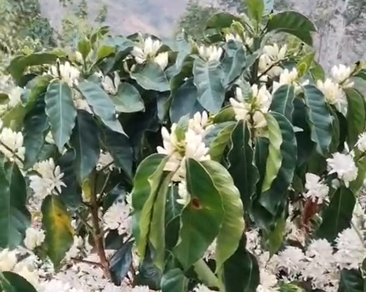 El Guayabo
