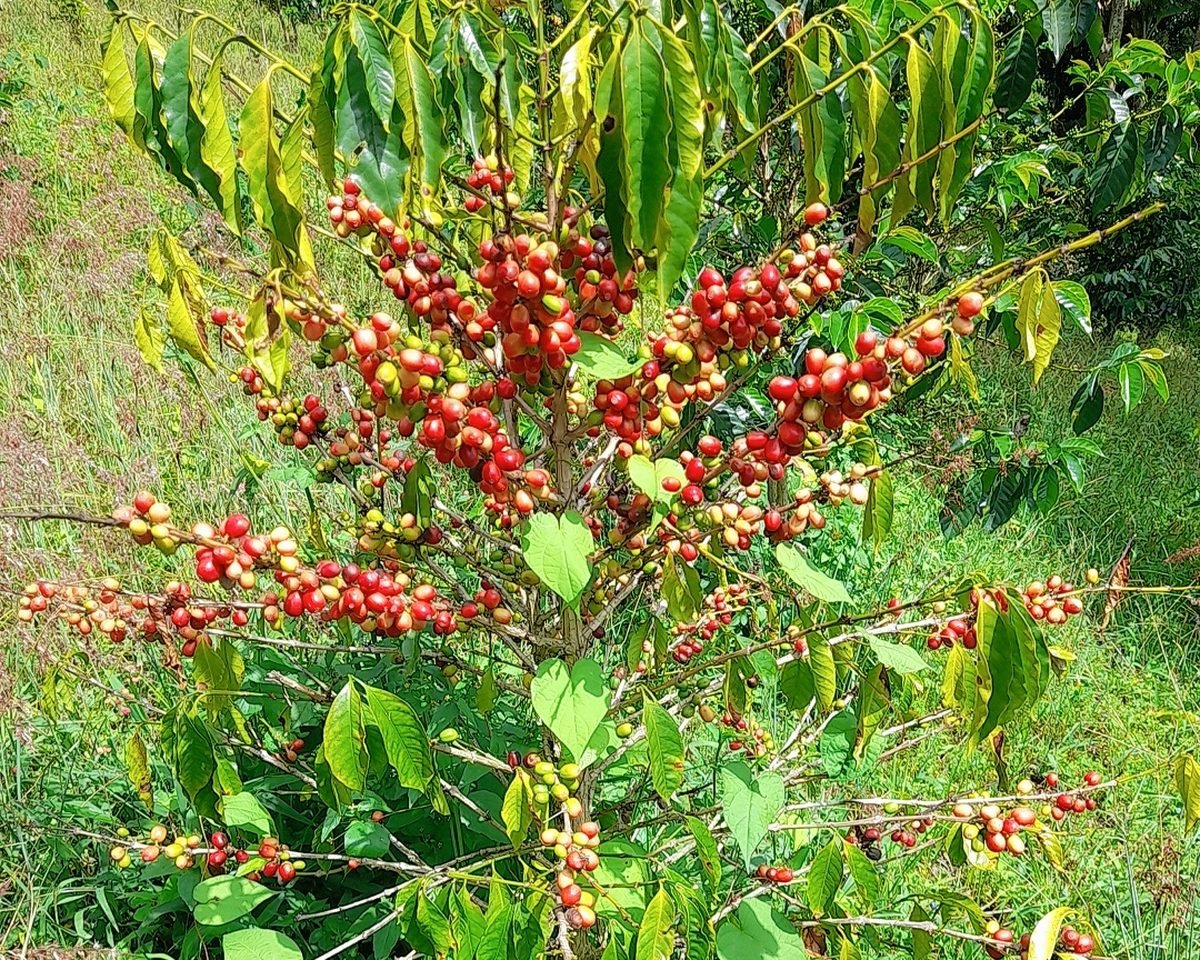 La Guayacana