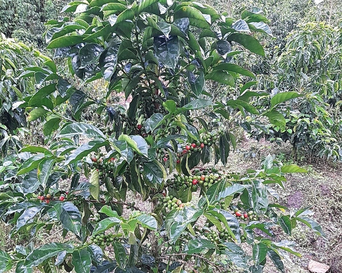 El Salado
