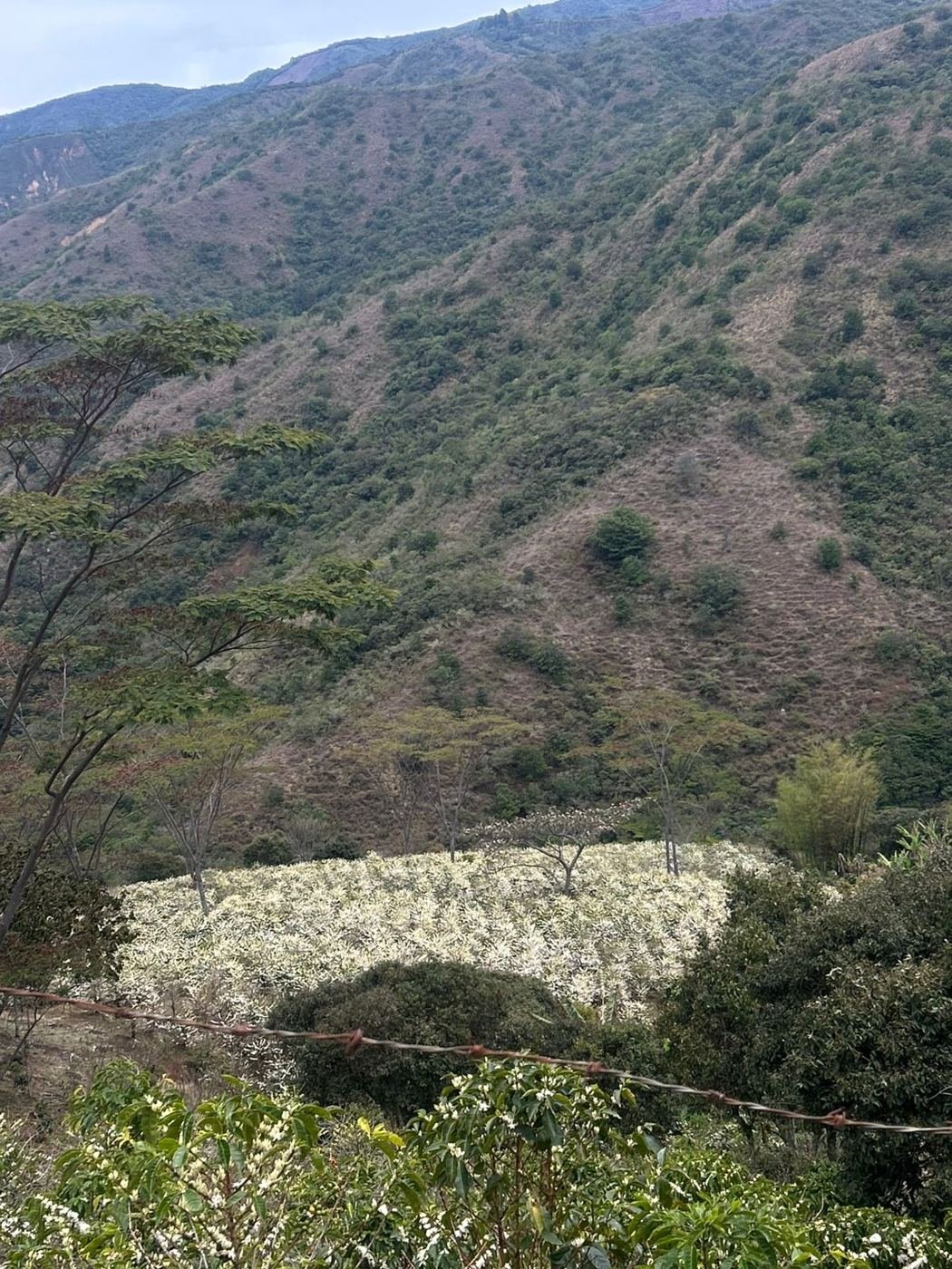 Cafetal en floración · Nariño