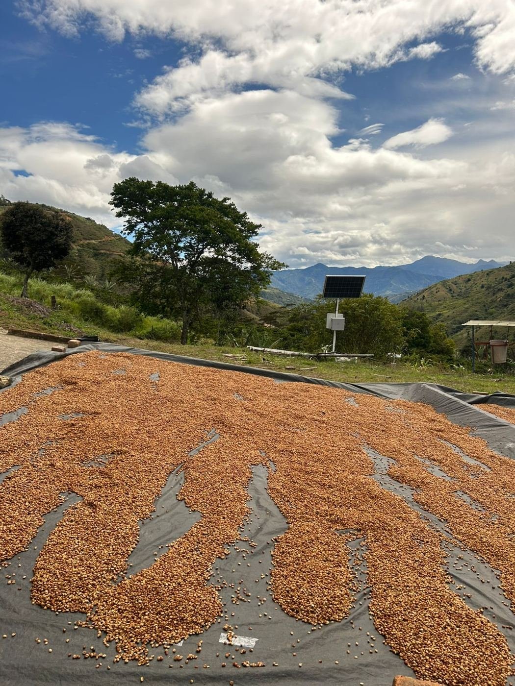 Café honey secando frente a las montañas